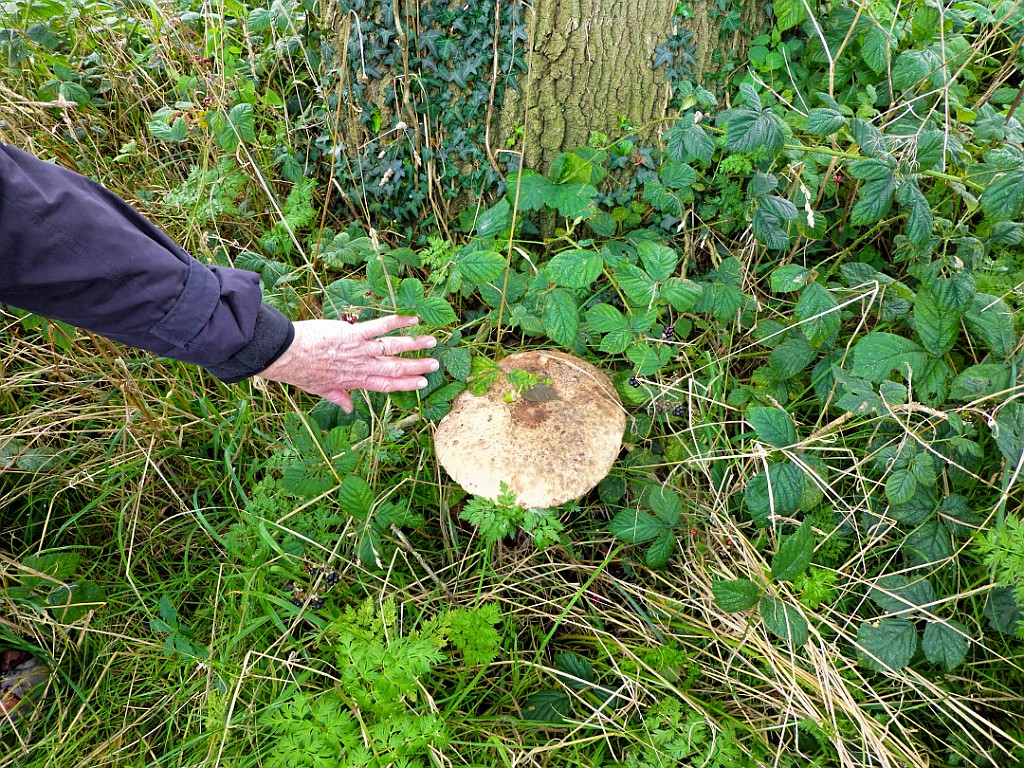 Grote Parasolzwam [779] 06-sep-2015 (Twekkeler Esch, Twekkelo).jpg - Grote Parasolzwam [Macrolepiota procera]